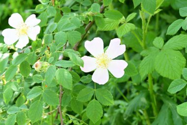 Yaz bahçesinde açan güzel çiçeklerin yakın plan görüntüsü, doğa manzarası             