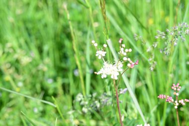 Manzaralı bahçede açan güzel yaz çiçeklerinin yakın görüntüsü.          