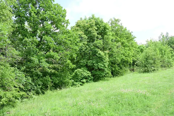 Dağlarda açık bir yaz gökyüzü altında yeşil yapraklar parıldıyor