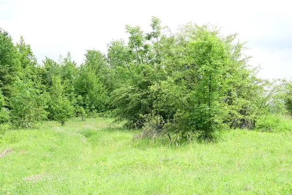 Yaz mevsiminin zirvesinde bir günlük aydınlık orman..