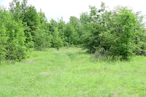 Yaz mevsiminin zirvesinde bir günlük aydınlık orman..