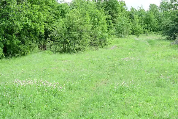 Dağlarda açık bir yaz gökyüzü altında yeşil yapraklar parıldıyor