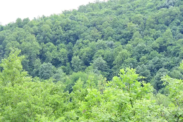 Orman ağaçları yaz güneşinin altında tamamen yeşil.