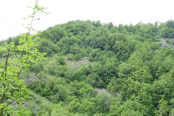 Dağlarda yaz mevsiminin zirvesinde gün ışığına çıkmış bir orman.