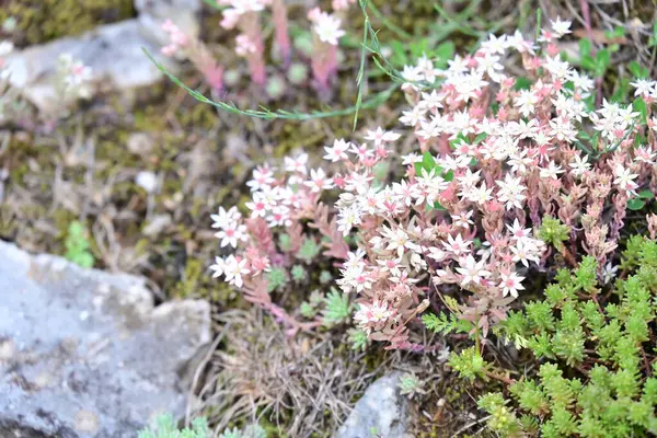 Yaz bahçesinde açan güzel çiçeklerin yakın plan görüntüsü.        