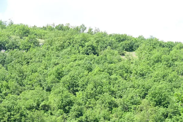 Dağlarda yaz mevsiminin zirvesinde gün ışığına çıkmış bir orman.