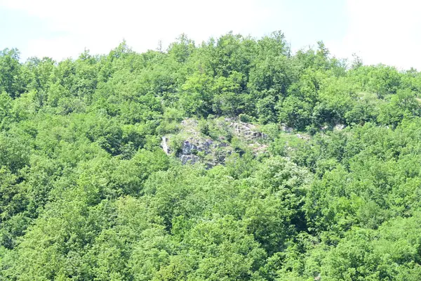 Dağlarda yaz mevsiminin zirvesinde gün ışığına çıkmış bir orman.