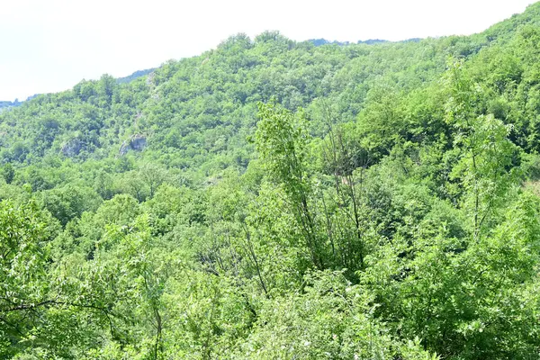 Orman ağaçları yaz güneşinin altında tamamen yeşil.