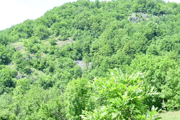 Dağlarda yaz mevsiminin zirvesinde gün ışığına çıkmış bir orman.