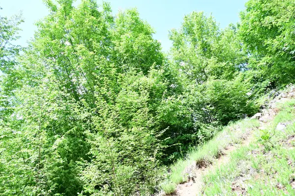 Dağlarda yaz mevsiminin zirvesinde gün ışığına çıkmış bir orman.