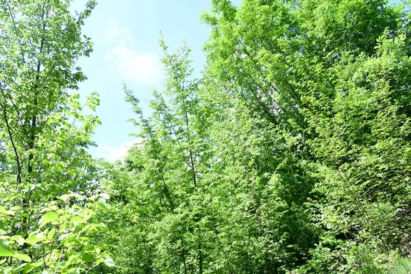 Güzel dağ ormanı doğa manzarası 