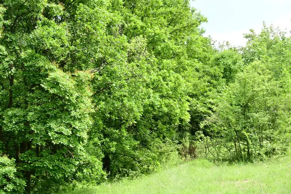 Güzel dağ ormanı doğa manzarası 