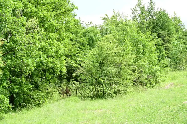 Ormanda yeşil ağaçlar Doğa manzarası 