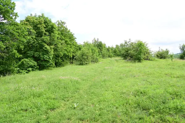 Ormanda yeşil ağaçlar Doğa manzarası 