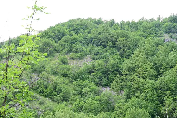 Ormanda yeşil ağaçlar Doğa manzarası 