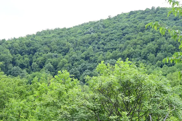 Ormanda yeşil ağaçlar Doğa manzarası 