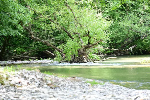 Yaz ormanlarında akan nehrin güzel manzarası