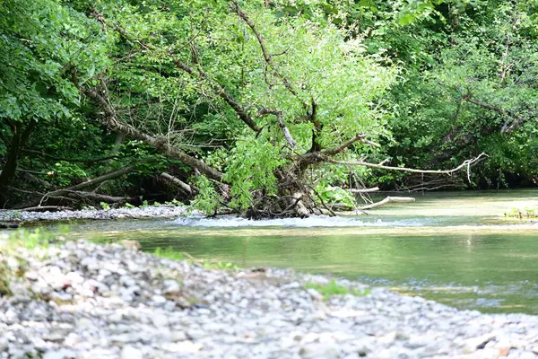 Yaz ormanlarında akan nehrin güzel manzarası