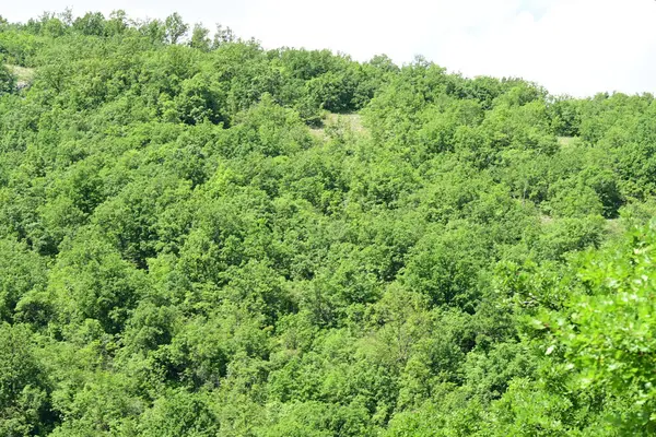 Ormanda yeşil ağaçlar Doğa manzarası 
