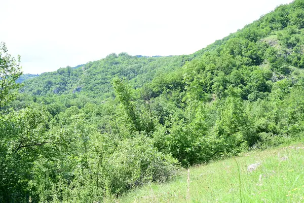 Güzel dağ ormanı doğa manzarası 