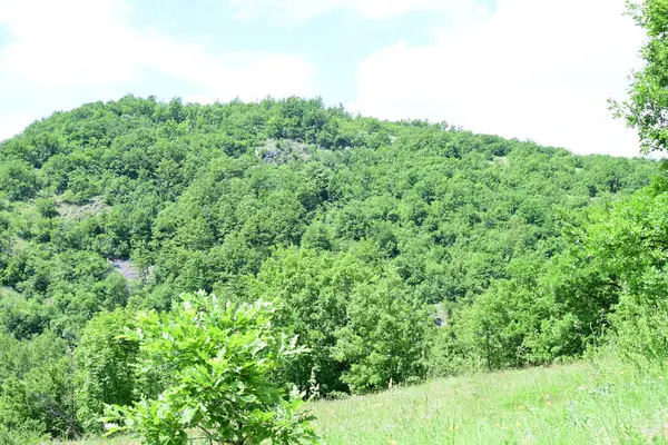 Ormanda yeşil ağaçlar