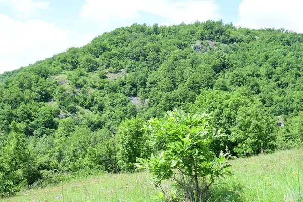 yemyeşil ağaçlar ve dağlar