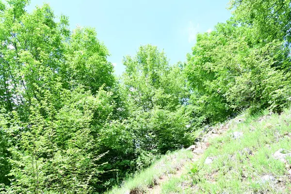 Yazın ormandaki ağaçlar