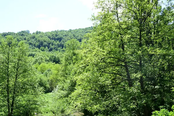 Yazın dağlarda bir orman