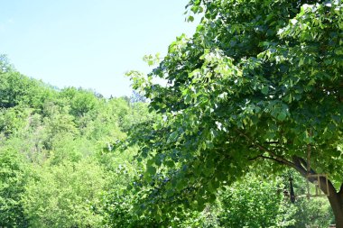 Yazın huzurlu kırsal manzaranın güzel manzarası