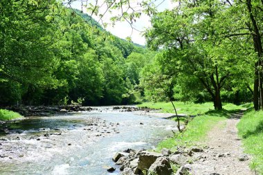 Yaz ormanlarında akan nehrin güzel manzarası