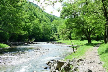 Yaz ormanlarında akan nehrin güzel manzarası