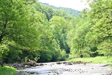 Yaz ormanlarında akan nehrin güzel manzarası