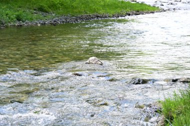 Hızlı dağ deresinin güzel manzarası            