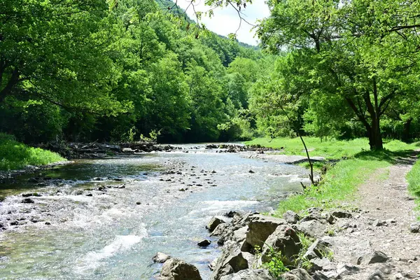 Yaz ormanlarında akan nehrin güzel manzarası