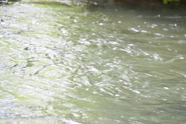 Yaz ormanındaki güzel nehir dalgalanması manzarası