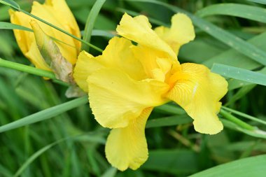 Bahçede büyüyen sarı iris çiçekleri