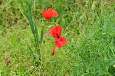 Yaz bahçesinde yetişen güzel kırmızı gelincikler..