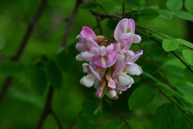Yaz bahçesinde açan güzel çiçeklerin yakın plan görüntüsü.        