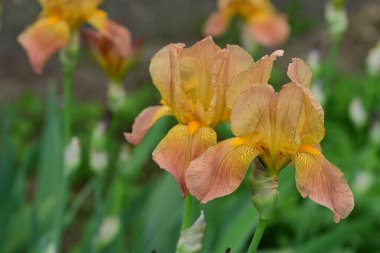 Bahçede yetişen turuncu iris çiçekleri