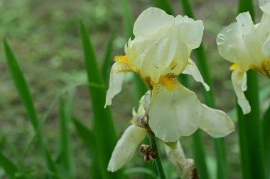 Manzaralı bahçede açan güzel yaz çiçeklerinin yakın görüntüsü.          