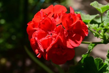 Bahçede bir demet güzel kırmızı Pelargonium çiçeği