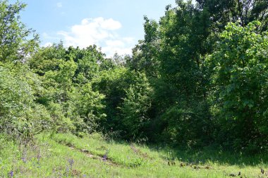 Yazın huzurlu kırsal manzaranın güzel manzarası