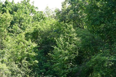 Yeşil ağaçlı dağ ormanı. yaz mevsimi 