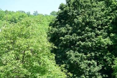 Yeşil ağaçlı dağ ormanı. yaz mevsimi 
