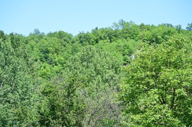 Yeşil ağaçlı dağ ormanı. yaz mevsimi 