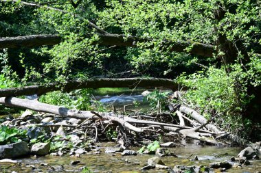 Yeşil ağaçlı dağ ormanı. yaz mevsimi 