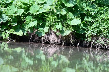 Yeşil ağaçlı dağlar ve akan nehirler. 