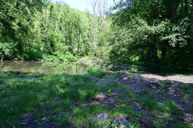 Yeşil ağaçlı dağ ormanı. yaz mevsimi 