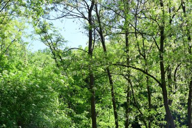 Yeşil ağaçlı dağ ormanı. yaz mevsimi 