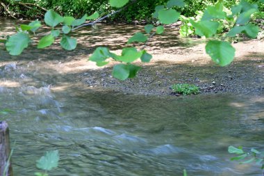 Yeşil ağaçlı dağlar ve akan nehirler. 